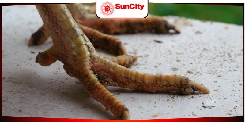 Cách nhận diện đơn giản cho kê thủ mới