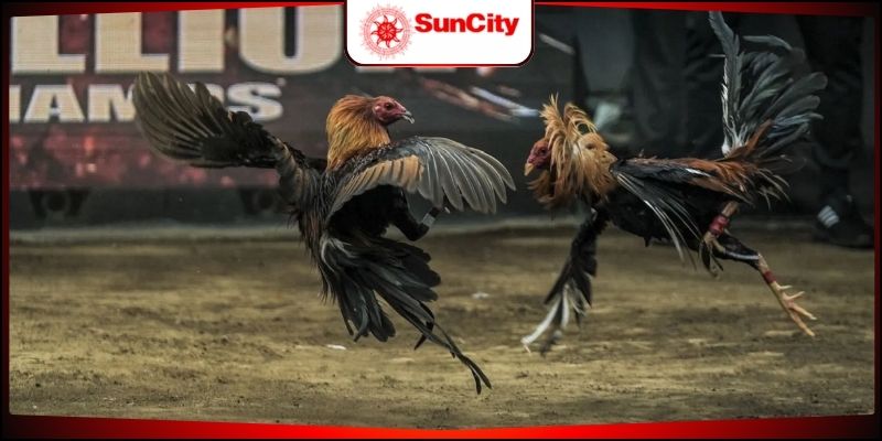 Có nhiều loại hình khác nhau cho thành viên chọn