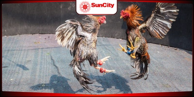 Giải trí với các màn tranh tài từ đá gà Mỹ sôi động