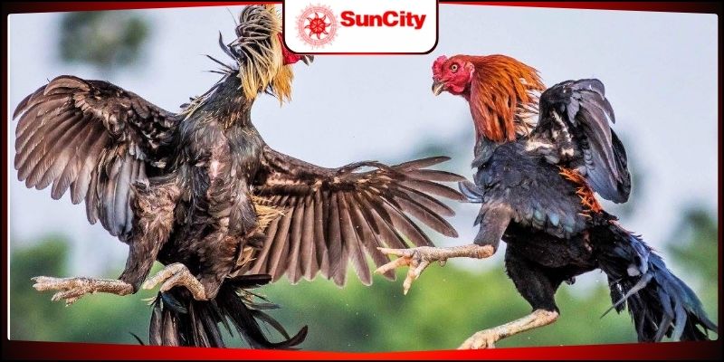 Loại hình cựa sắt có diễn biến nhanh chóng