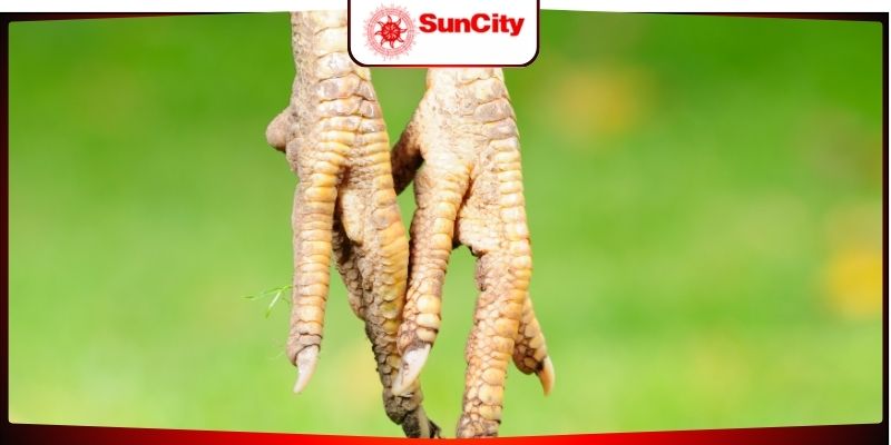 Lý do cần biết các vảy gà tốt nên chơi