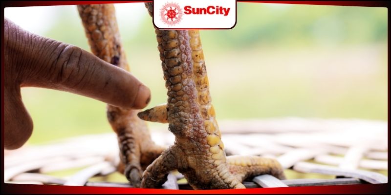 Vảy gà chọi xấu kiểu khai vuông tám vảy
