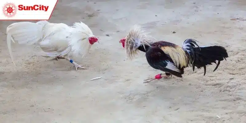 Bảng thông tin về sự kiện khuyến mãi vượt cấp đá gà