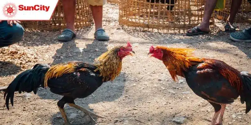 Đôi nét về khuyến mãi “Vượt cấp đá gà – Nhận quà cực đã”